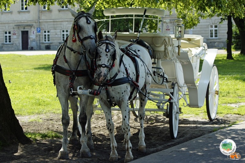 Stare Miasto? może dorożką?