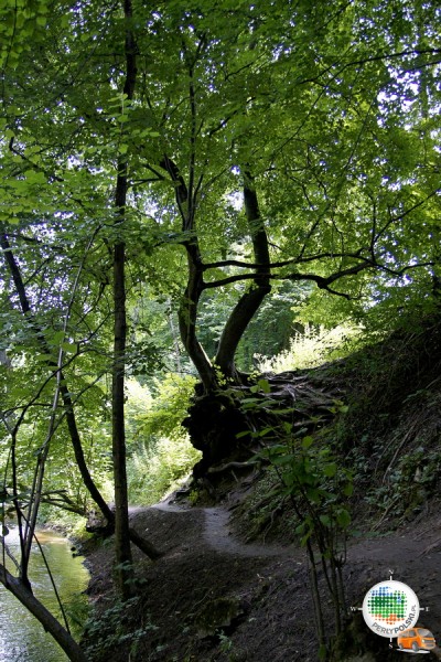 Rezerwat Nad Tanwią