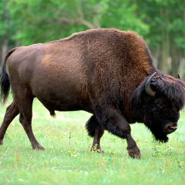 Białowieski Park Narodowy