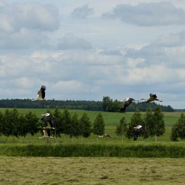 MAZURY